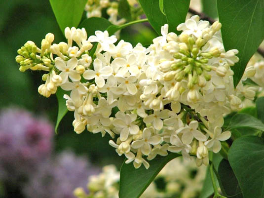 Сирень обыкновенная «Primrose» (Syringa vulgaris «Primrose»)