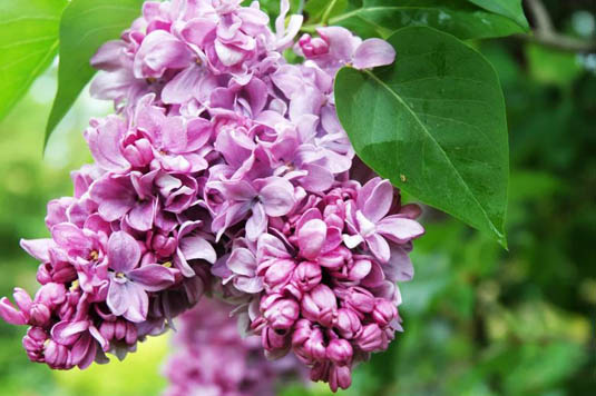 Сирень обыкновенная «Professor Hoser» (Syringa vulgaris «Professor Hoser»)