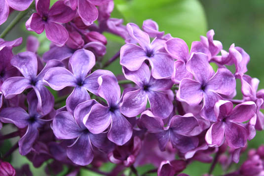 Сирень обыкновенная «Sumerki» (Syringa vulgaris «Sumerki»)