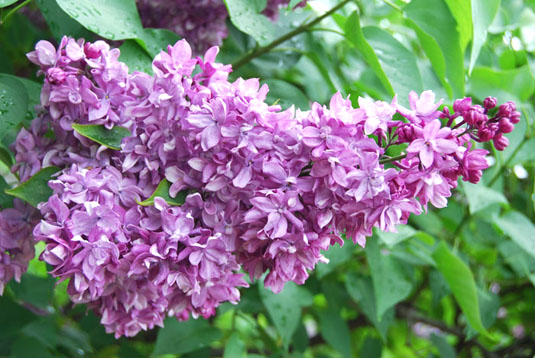 Сирень обыкновенная «Utro Rossii» (Syringa vulgaris «Utro Rossii»)