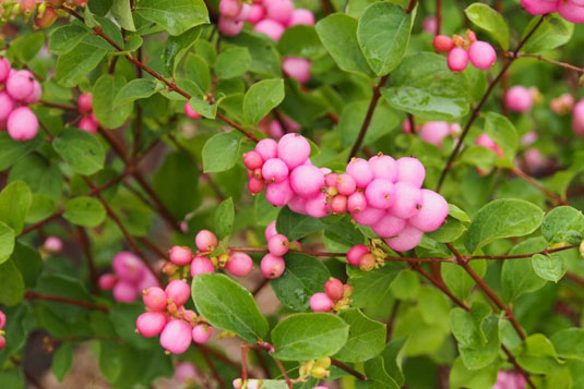 Снежноягодник Доренбоза «Magic Barry» (Symphoricarpos doorenbosii «Magic Berry»)