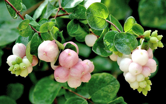 Снежноягодник Доренбоза «White Hedge» (Symphoricarpos doorenbosii «White Hedge»)