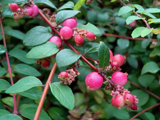 Снежноягодник Хенаульта «Hancock» (Symphoricarpos Chenaultii «Hancock»)