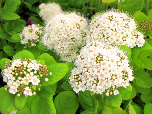 Спирея березолистная «Island» (Spirea betulifolia «Island»)
