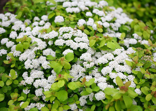Спирея березолистная «Тorgold» (Spirea betulifolia «Тorgold»)