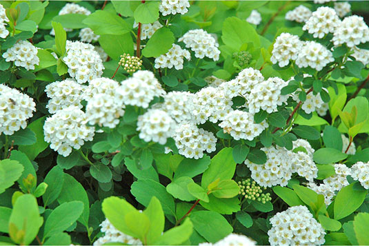 Спирея березолистная «Тоr» (Spiraea betulifolia «Tor»)