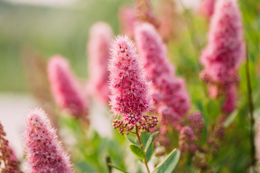 Спирея Билларда (Spirea billardii)