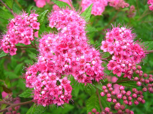 Спирея Бумальда (Spirea x bumalda)