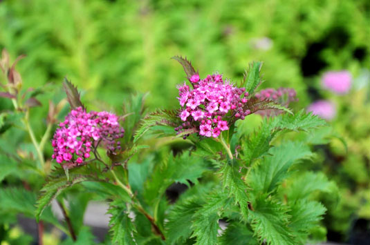 Спирея Бумальда «Crispa» (Spirea x bumalda «Crispa»)