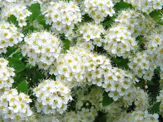 Спирея дубравколистная (Spiraea chamaediyfolia)