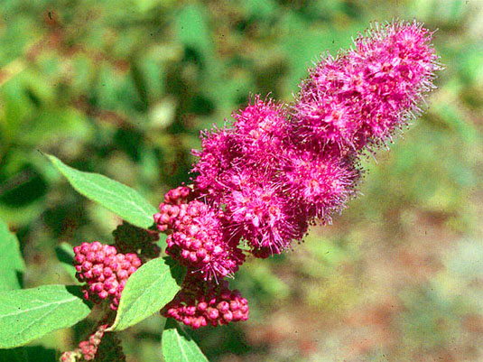 Спирея Дугласа (Spirea Douglasii)