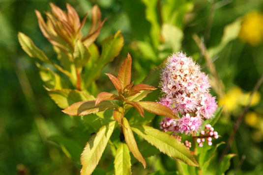 Спирея иволистная (Spirea salicifolia)