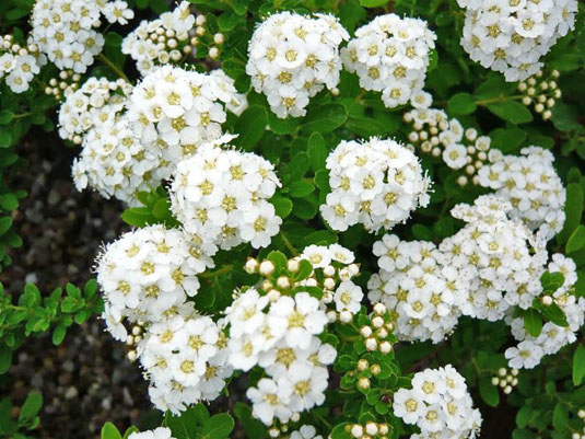 Спирея ниппоника «Snowmound» (Spirea nipponica «Snowmound»)
