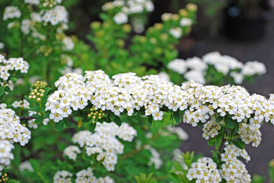 Спирея ниппонская «Snowmound» (Spirea nipponica «Snowmound»)
