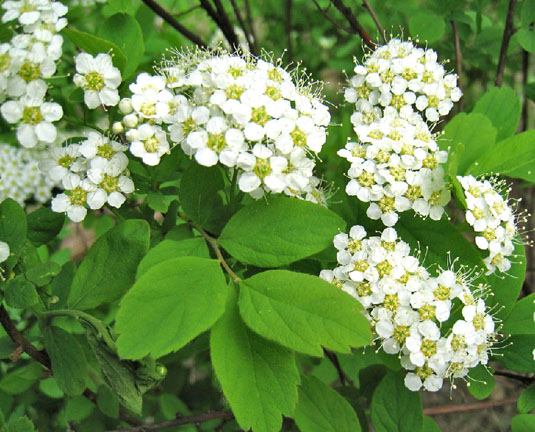 Спирея средняя (Spirea media)