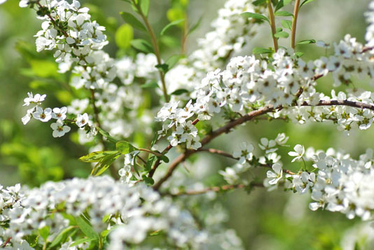 Спирея Тунберга (Spiraea thunbergii)