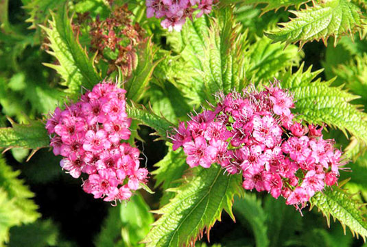 Спирея японская «Crispa» (Spirea japonica «Crispa»)