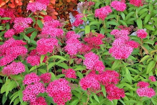 Спирея японская «Darts Red» (Spiraea japonica «Darts Red»)