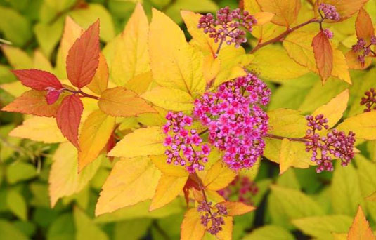 Спирея японская «Firelight» (Spiraea japonica «Firelight»)