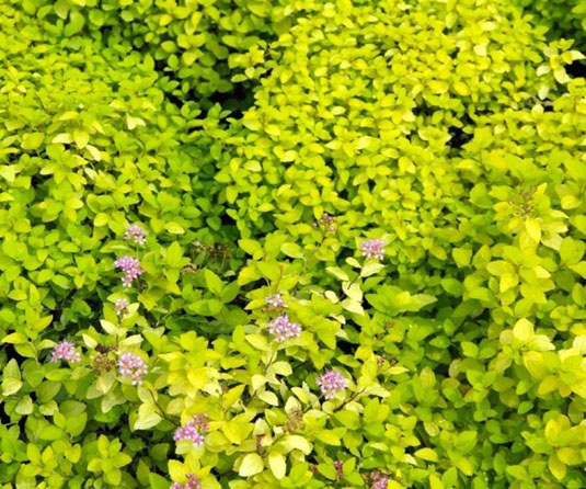 Спирея японская «Golden Carpet» (Spirea japonica «Golden Carpet»)