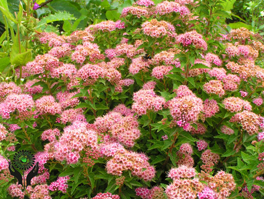 Спирея японская «Japanese Dwarf» (Spiraea japonica «Japanese Dwarf»)