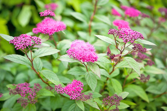 Спирея японская «Little Gem» (Spirea japonica «Little Gem»)
