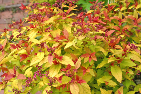 Спирея японская «Magic Carpet» (Spiraea japonica «Magic Carpet»)