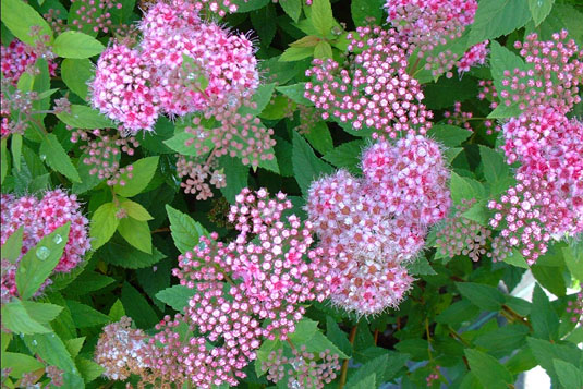 Спирея японская «Nana» (Spirea japonica «Nana»)