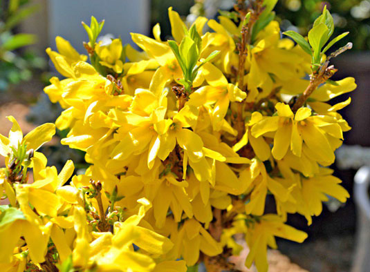 Форзиция европейская (Forsythia europaea)