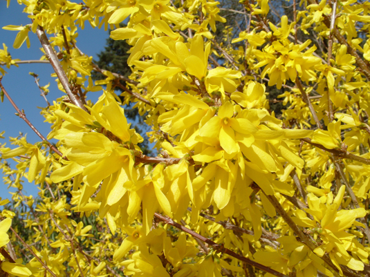 Форзиция свисающая (Forsythia suspensa)