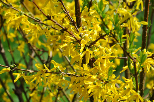 Форзиция средняя (Forsythia intermedia)
