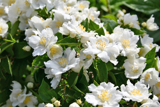 Чубушник «Dame Blanche» (Philadelphus «Dame Blanche»)
