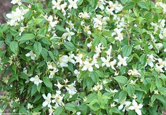 Чубушник «Erectus» (Philadelphus x lemoinei «Erectus»)