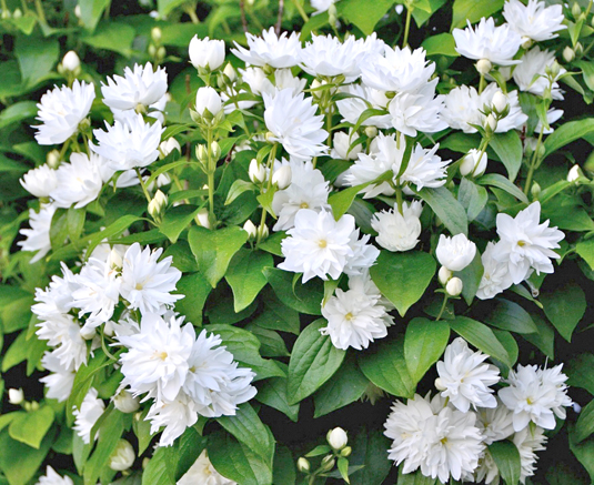 Чубушник «Girandole» ( Philadelphus «Girandole»)