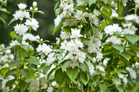 Чубушник «Minnesota Snowflake» (Philadelphus Philadelphus «Minnesota Snowflake»)