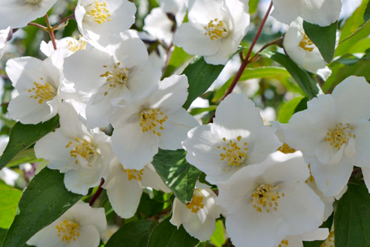 Чубушник «Starbright» (Philadelphus «Starbright»)