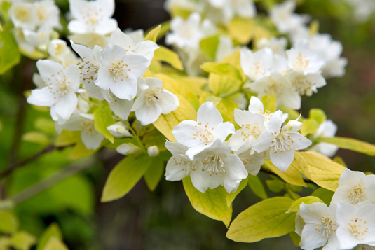 Чубушник венечный «Aureus» (Philadelphus coronarius «Aureus»)