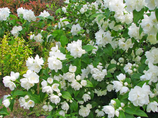 Чубушник венечный «Zoya Kosmodemyanskaya» (Philadelphus coronarius «Zoya Kosmodemyanskaya»)
