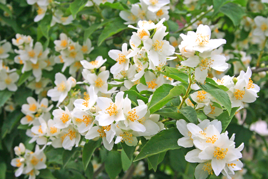 Чубушник Лемуана (Philadelphus x lemoineii)