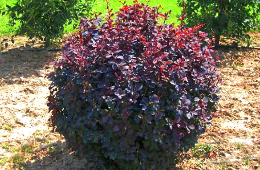 Барбарис оттавский (Berberis ottavensis)