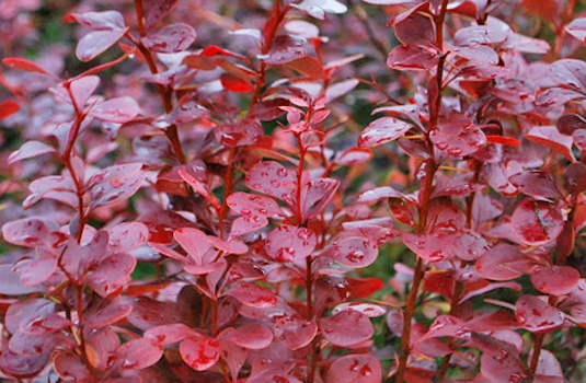 Барбарис Тунберга «Red Pilar»