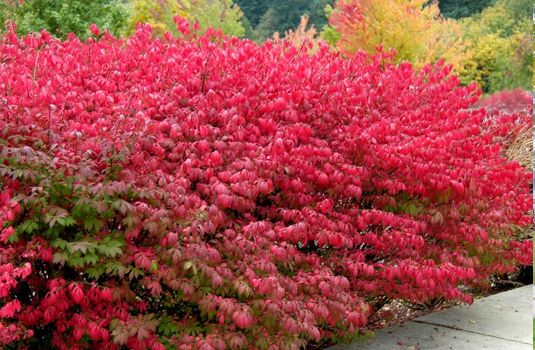 Бересклет крылатый (Euonymus alatus)