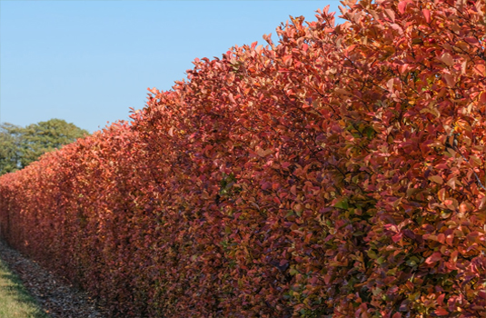 Боярышник сливолистный (Crataegus prunifolia)