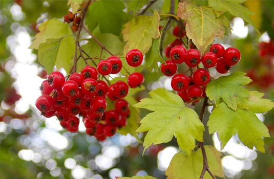 Боярышник полумягкий (Crataegus submollis) 