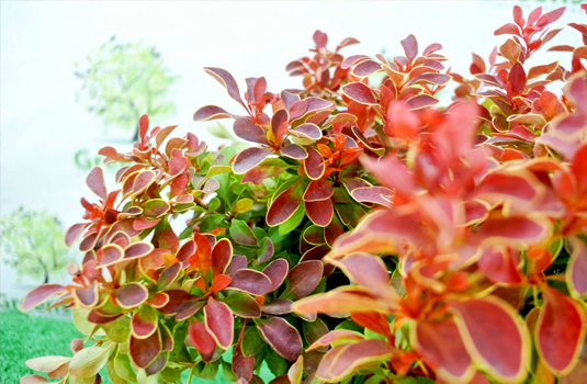 Барбарис Тунберга «Admiration» (Berberis thunbergii Admiration) 