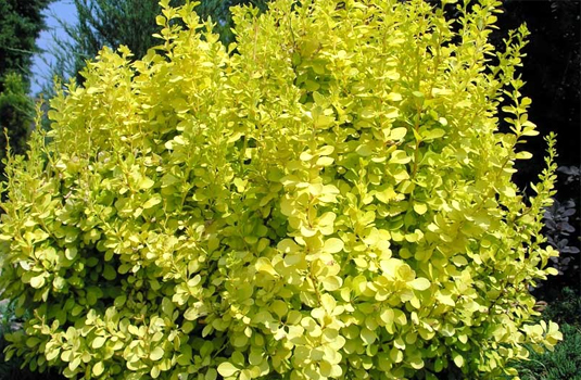 Барбарис Тунберга «Aurea» (Berberis thunbergii Aurea)