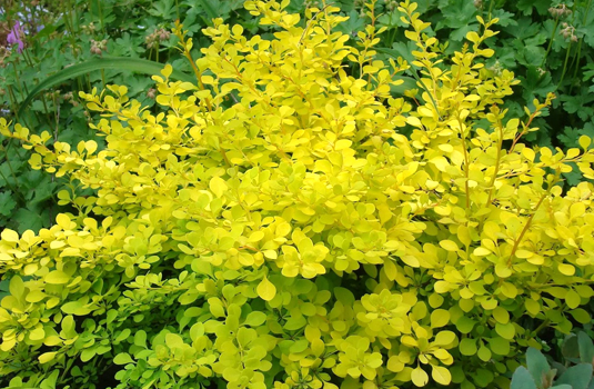 Барбарис Тунберга «Golden Carpet» (Berberis thunbergii Golden Carpet)