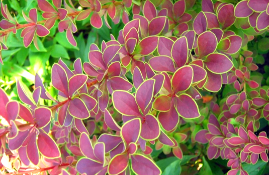 Барбарис Тунберга «Coronita» (Berberis thunbergii Coronita)