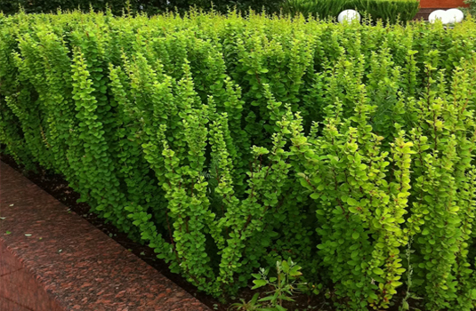 Барбарис Тунберга «Erecta» (Berberis thunbergii Erecta)