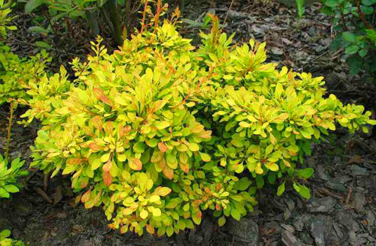 Барбарис Тунберга «Golden Dream» (Berberis thunbergii Golden Dream)